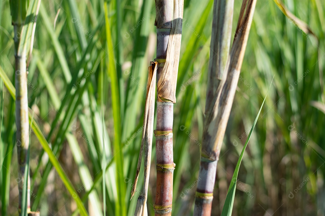 Plantação de cana-de-açúcar