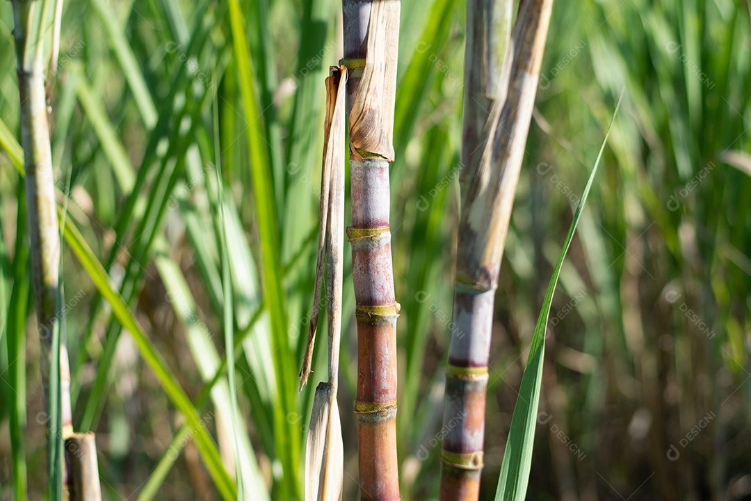 Plantação de cana-de-açúcar