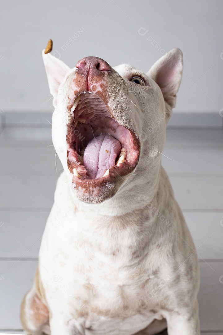 Lindo cachorro de raça pitbull