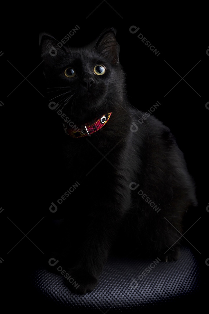 Lindo gato de raça sobre fundo preto