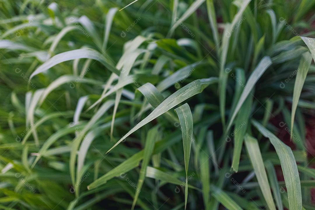 Capim verde sobre uma fazenda campo verde