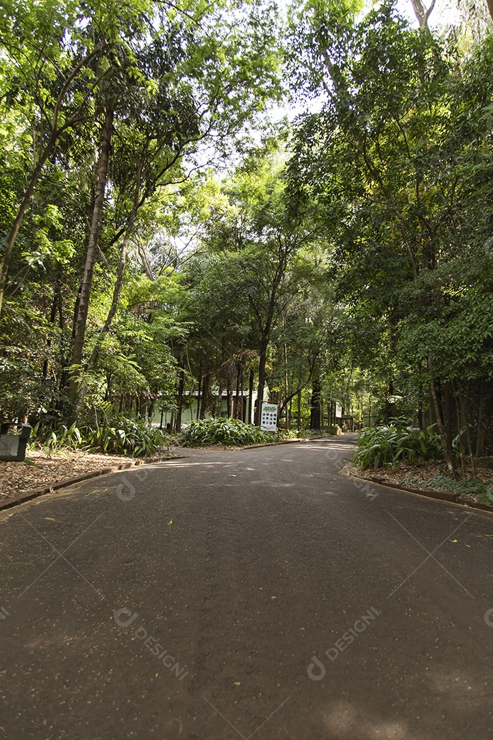 Rua deserta floresta