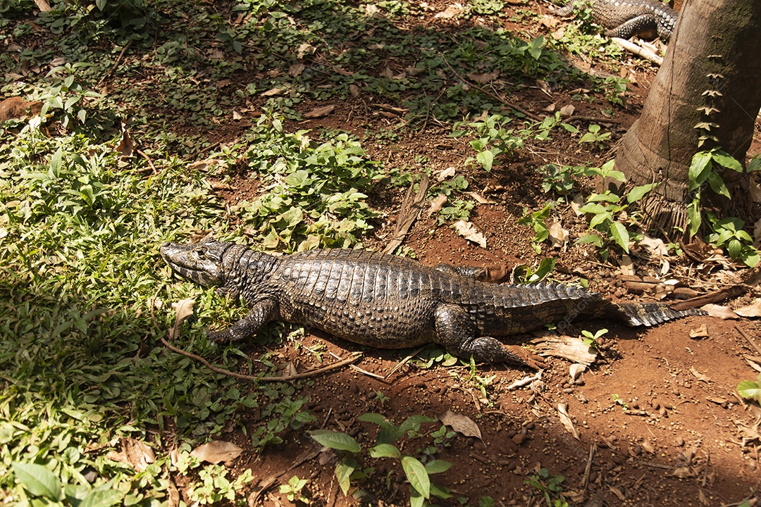 Caiman Répteis sobre pântano zoológico