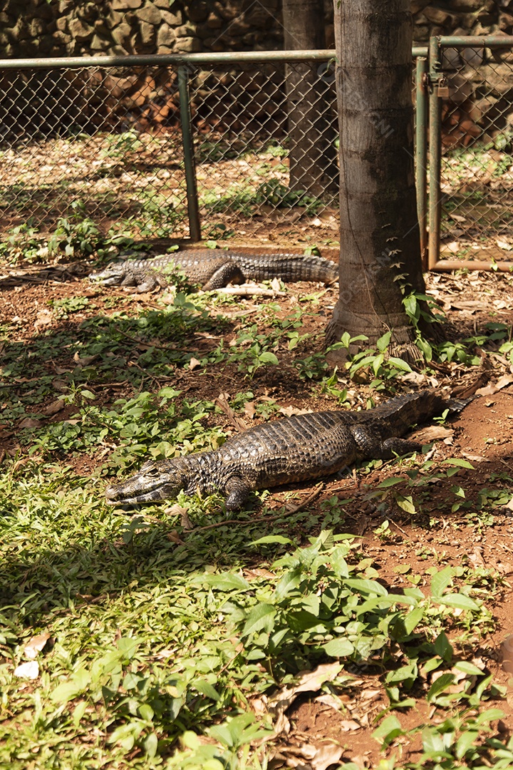 Caiman Répteis sobre pântano zoológico