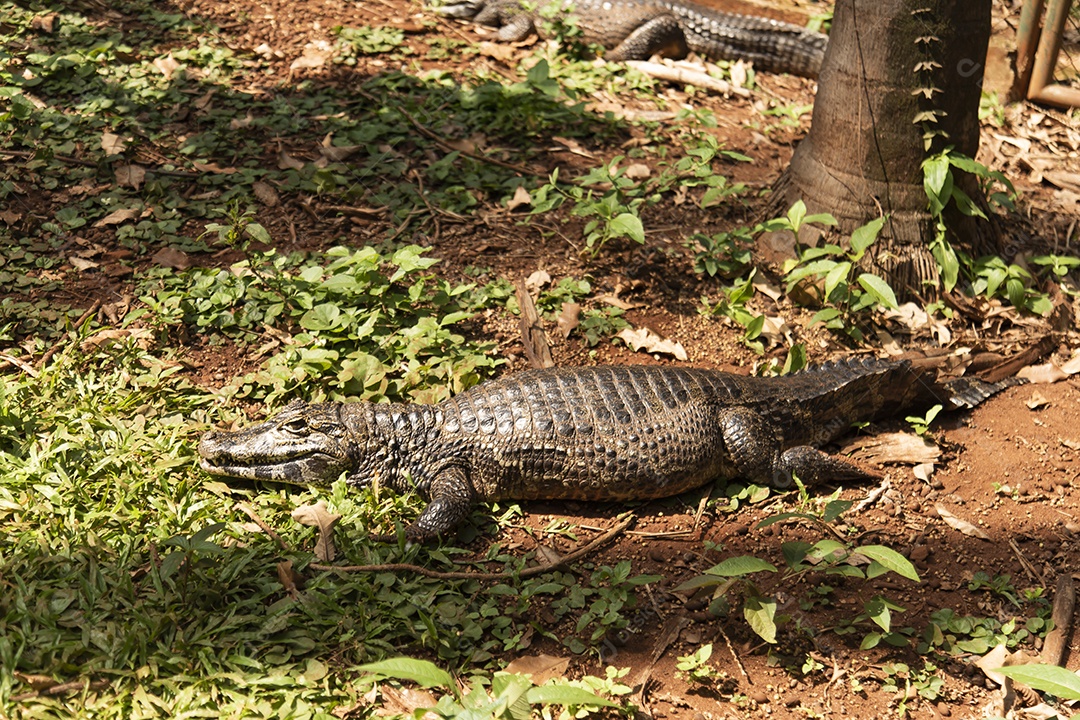 Caiman Répteis sobre pântano zoológico