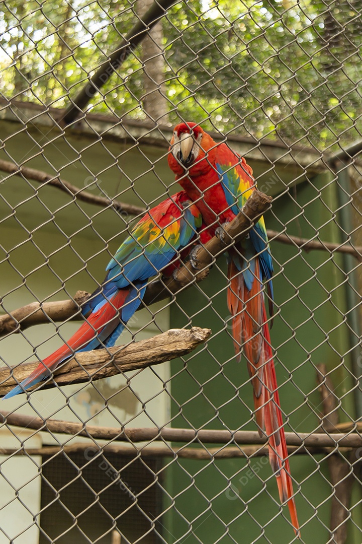 Lindas araras vermelha sobre zoológico