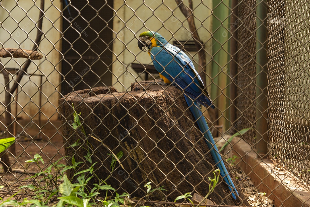 Linda arara sobre zoológico