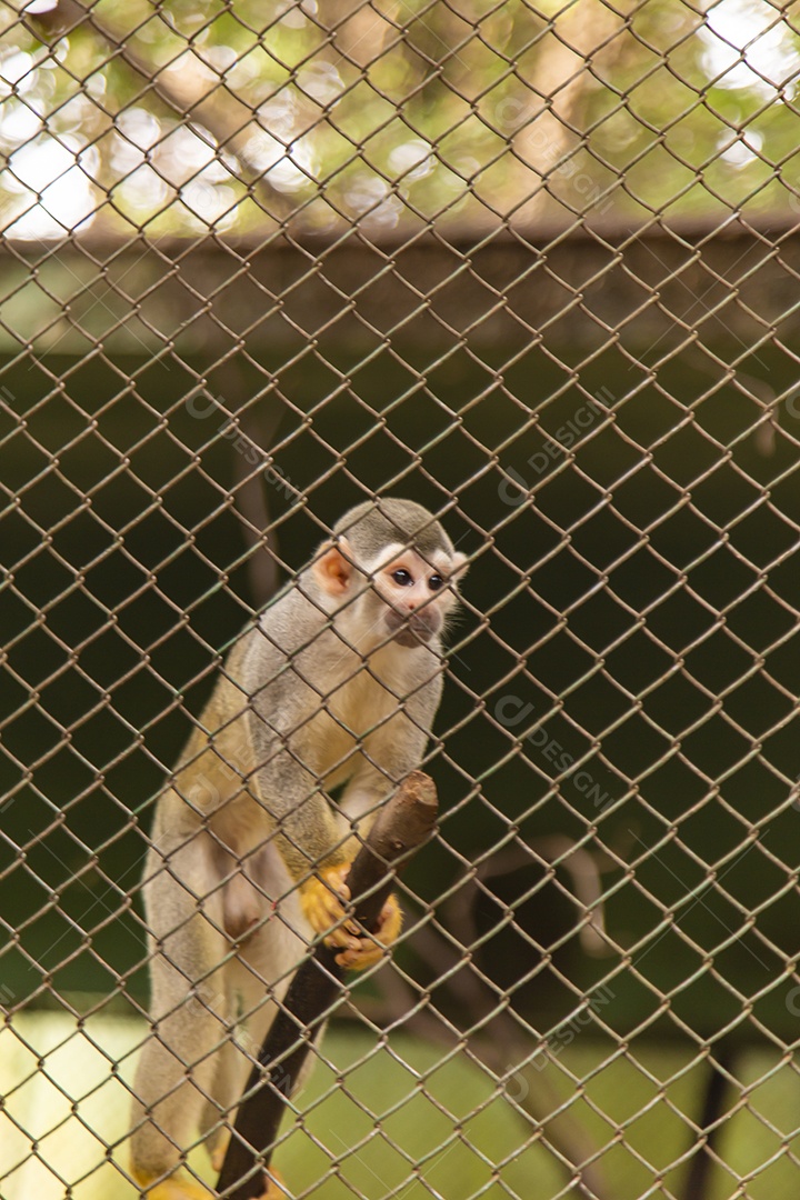 Macaco sobre zoológico