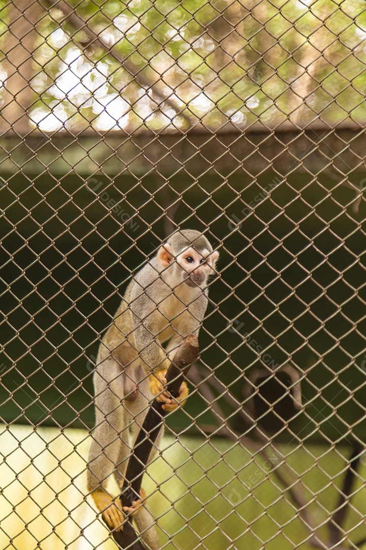 Macaco animal sobre zoológico