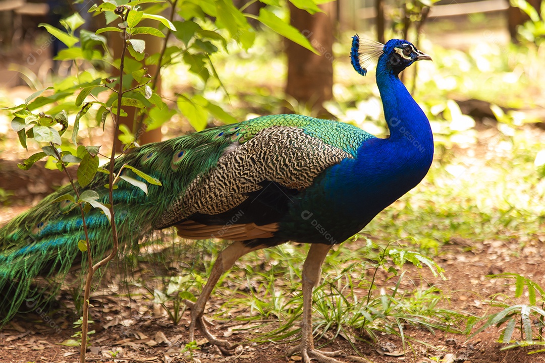 Pavão sobre zoológico