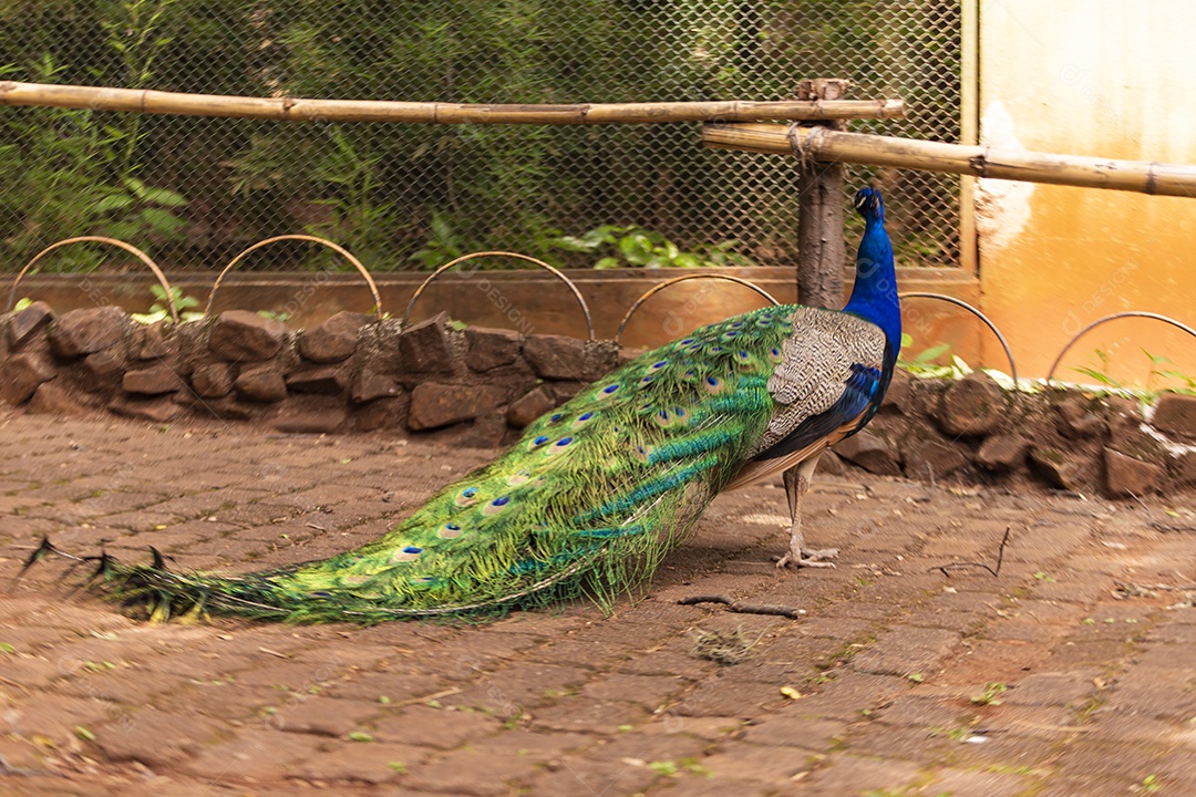 Pavão sobre zoológico