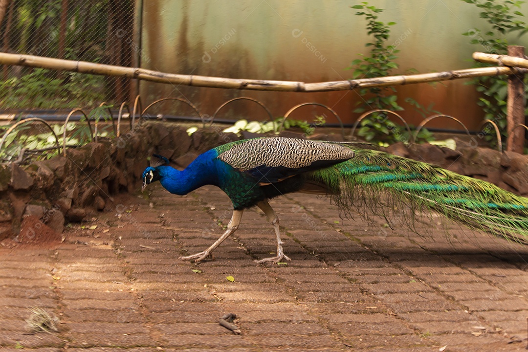 Pavão sobre zoológico