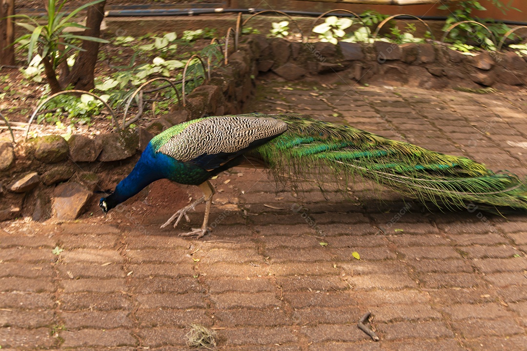 Pavão sobre zoológico