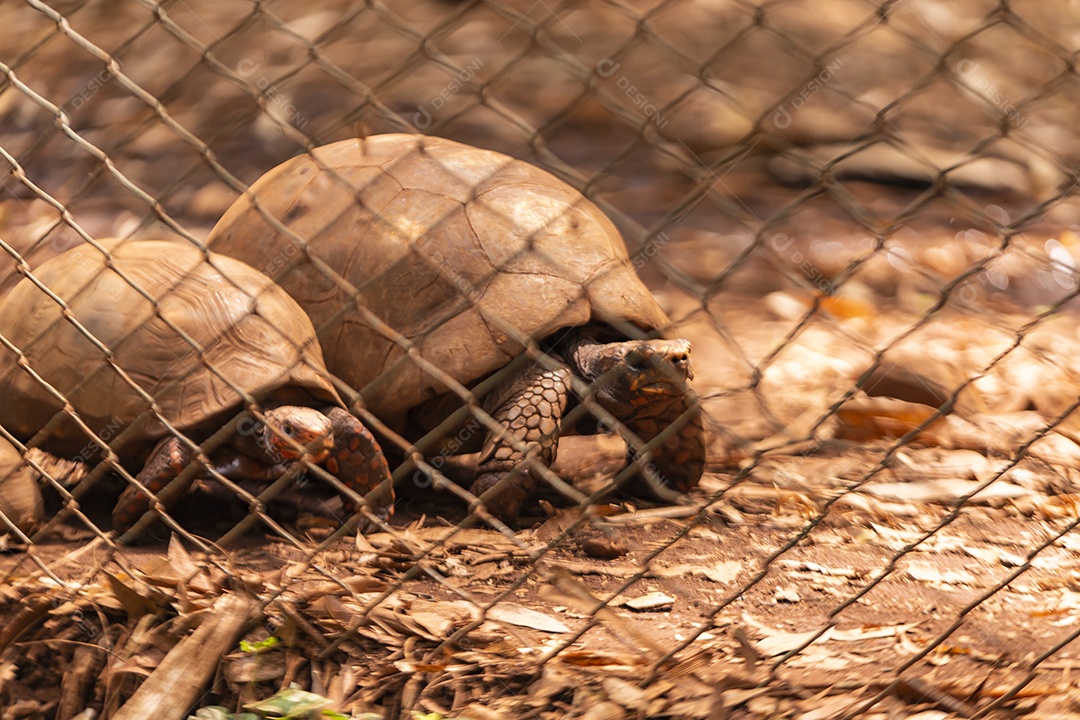 Astrochelys yniphora Répteis sobre zoológico