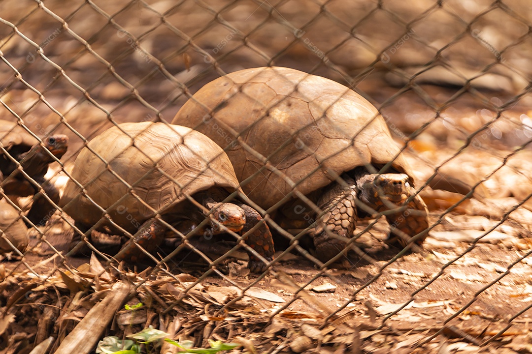 Astrochelys yniphora Répteis sobre zoológico