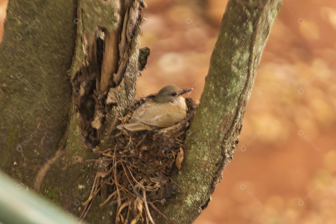 Pássaro sobre ninho protegendo seus filhotes