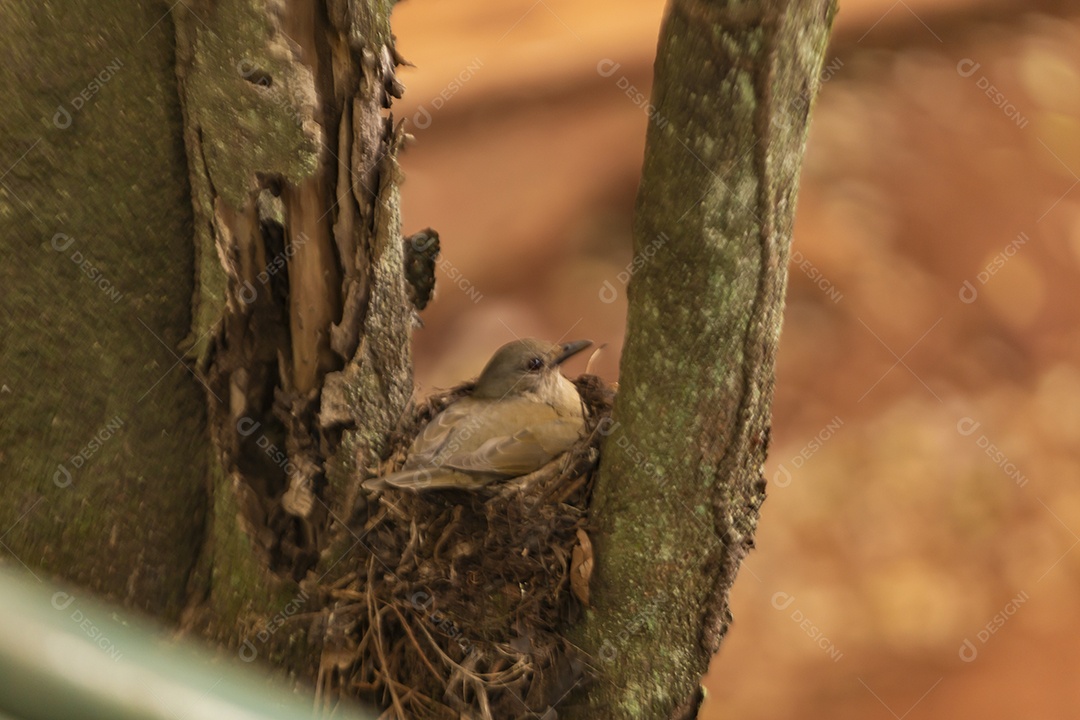 Pássaro sobre ninho protegendo seus filhotes