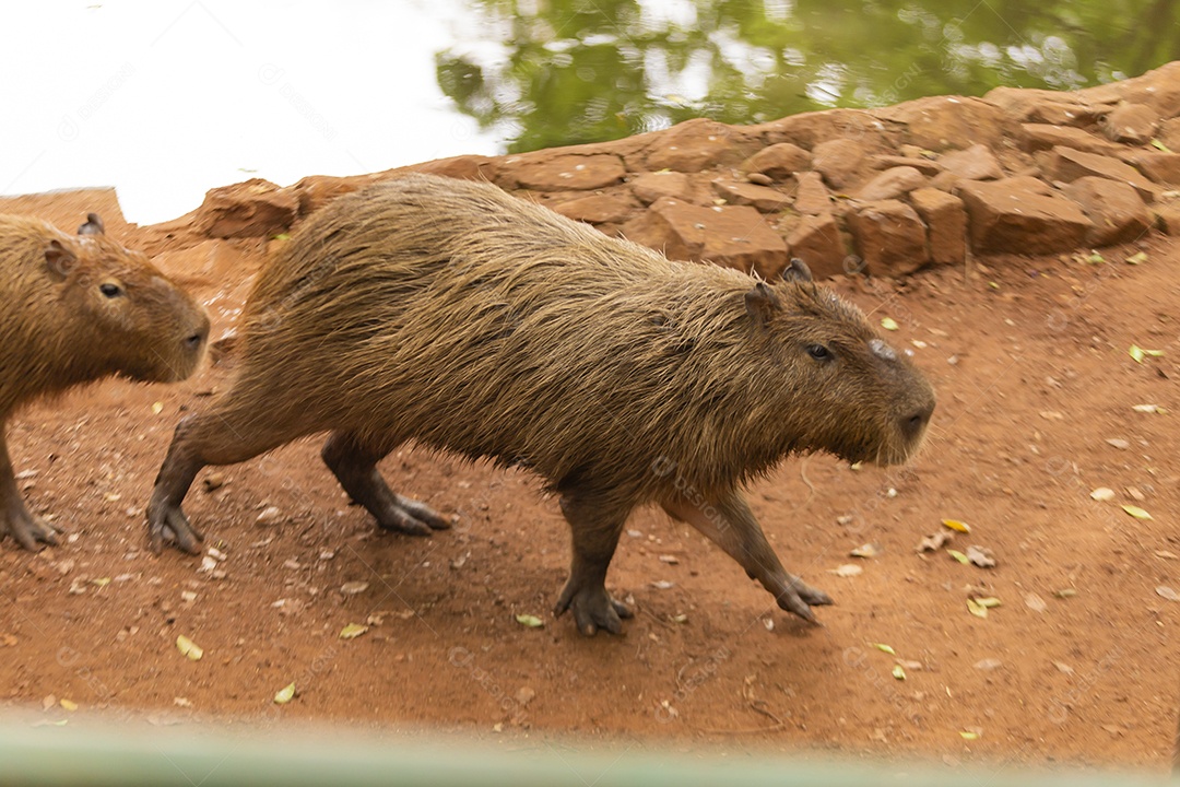 Animal Capivara selvagem sobre zoológico