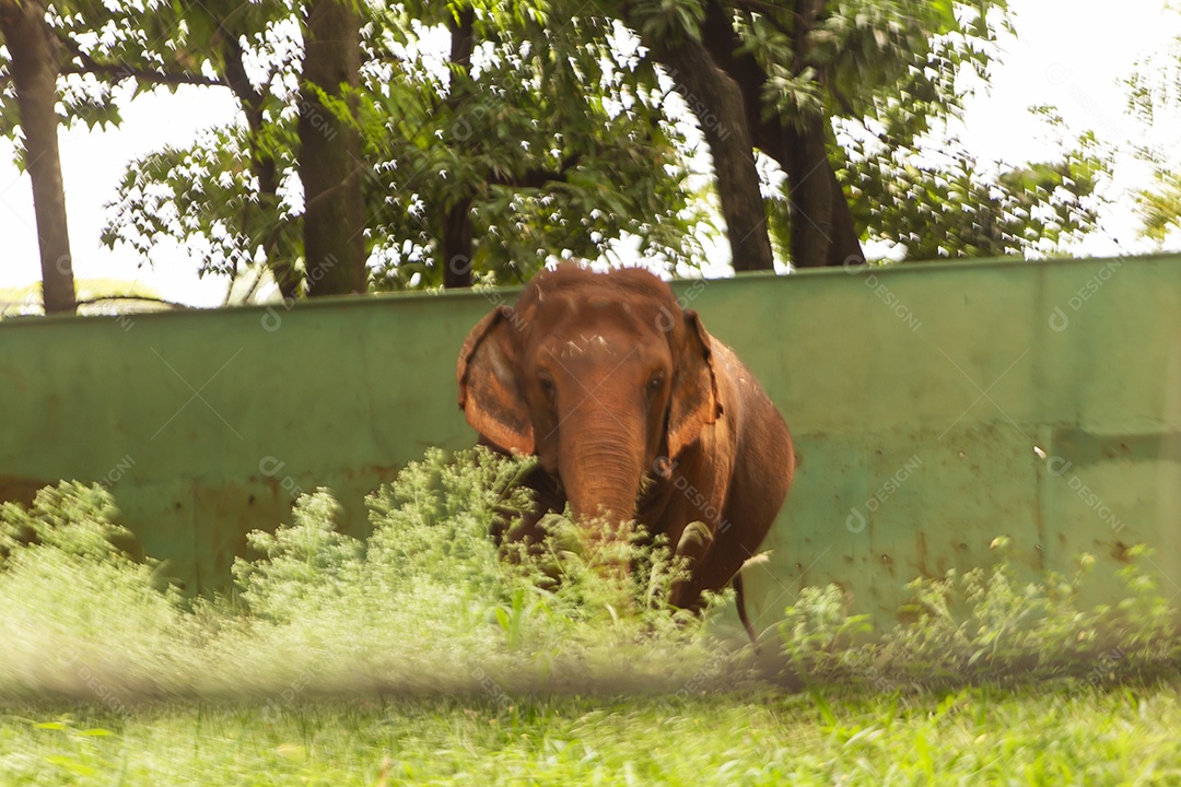 Animal Elefante selvagem sobre zoológico