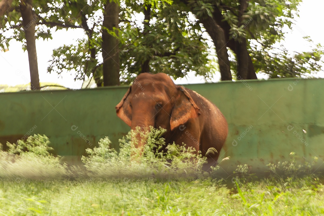 Animal Elefante selvagem sobre zoológico