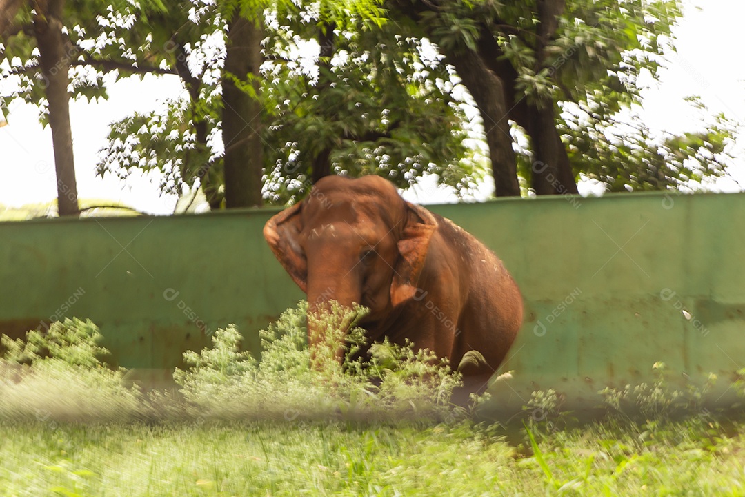 Animal Elefante selvagem sobre zoológico