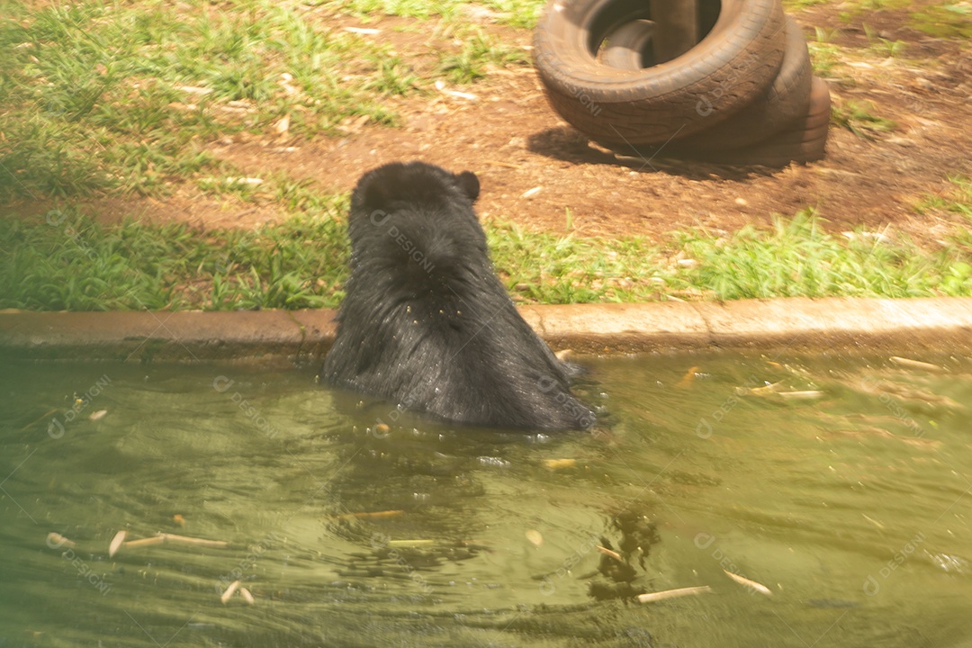 Animal Capivara selvagem sobre zoológico