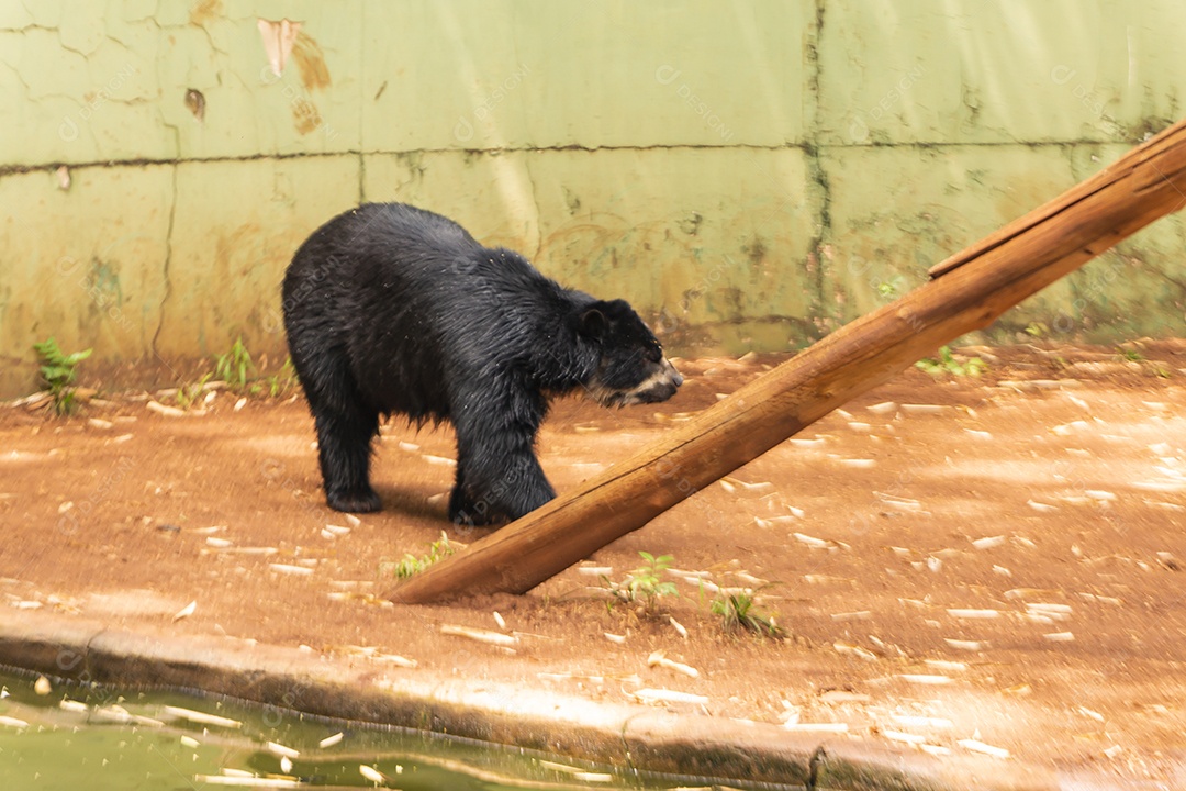 Urso do óculos Animal sobre zoológico