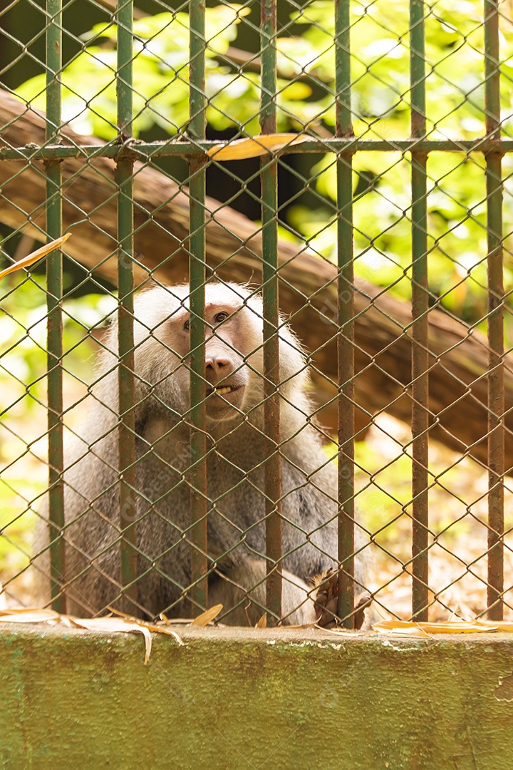 Macaco sobre zoológico