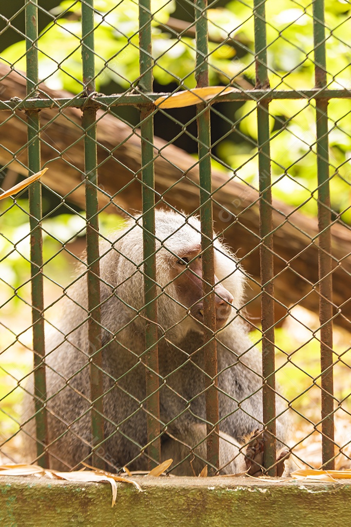 Macaco sobre zoológico