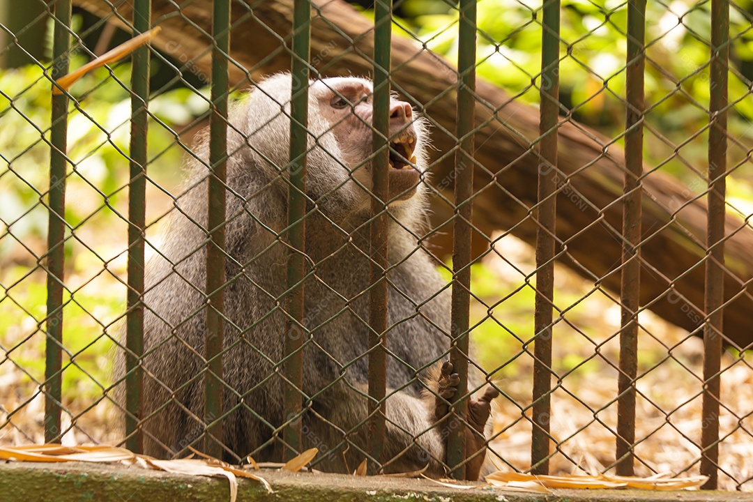Macaco sobre zoológico