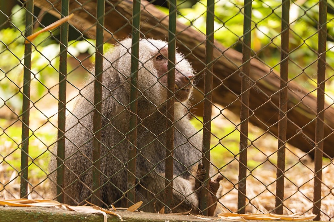 Macaco sobre zoológico