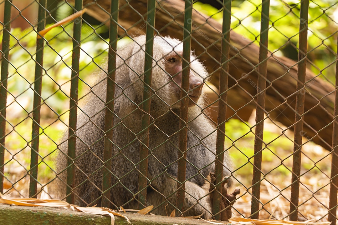 Macaco sobre zoológico