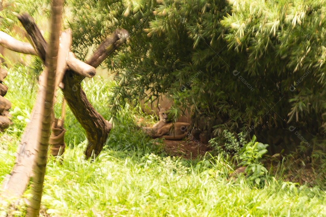 Macaco sobre zoológico