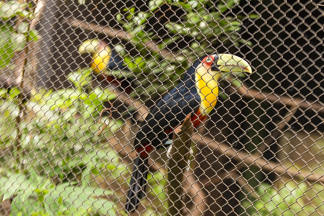 Linda tucano sobre zoológico