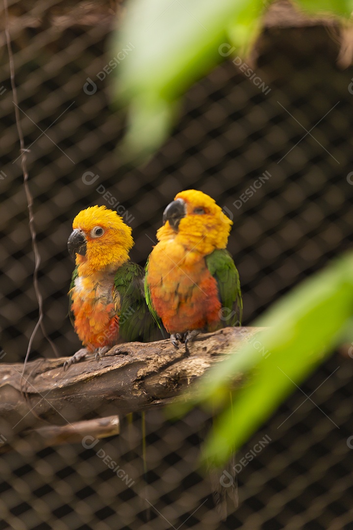 Linda periquitos sobre zoológico