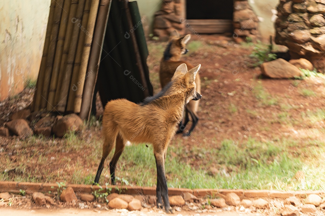 Lobo-guará Animal sobre zoológico