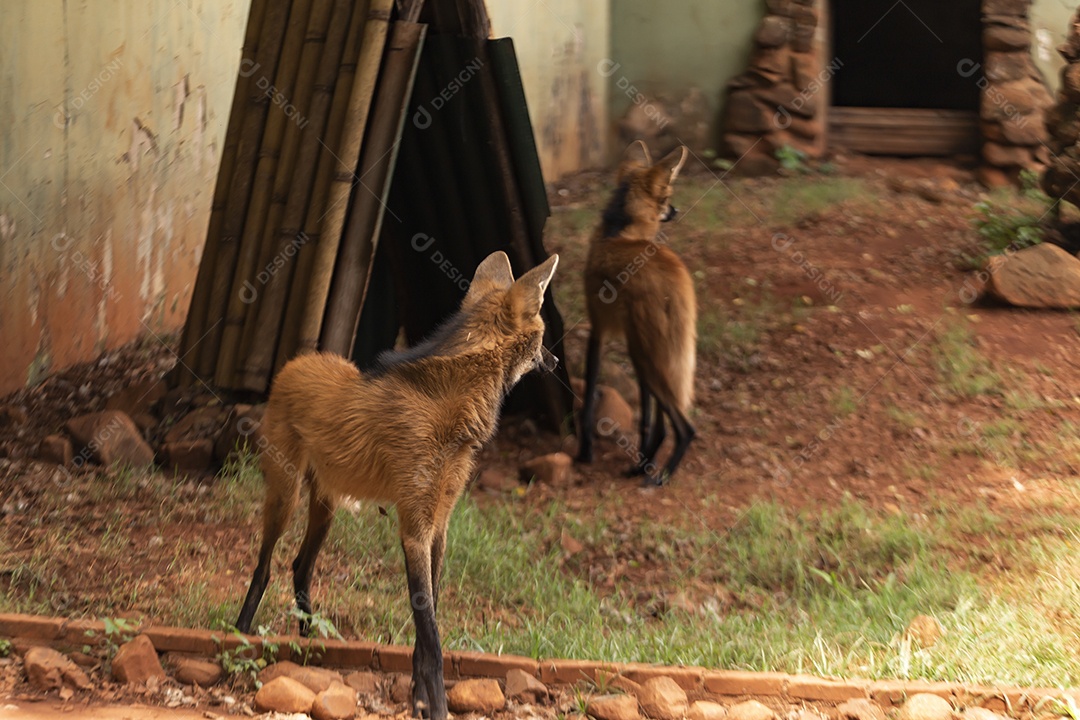 Lobo-guará Animal sobre zoológico