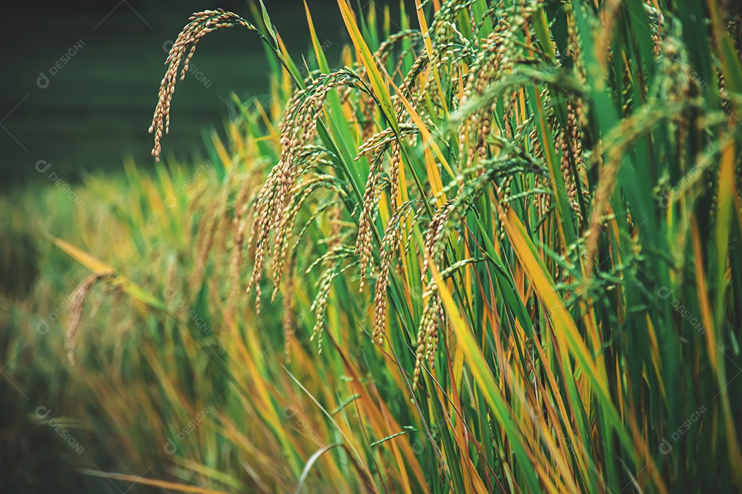 Orelha de arroz de sementes de arroz na espiga de arroz