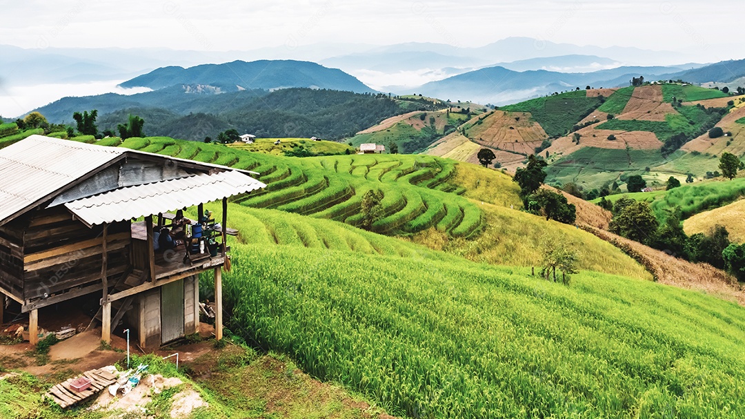 Vista aérea do terraço de arroz Tailândia