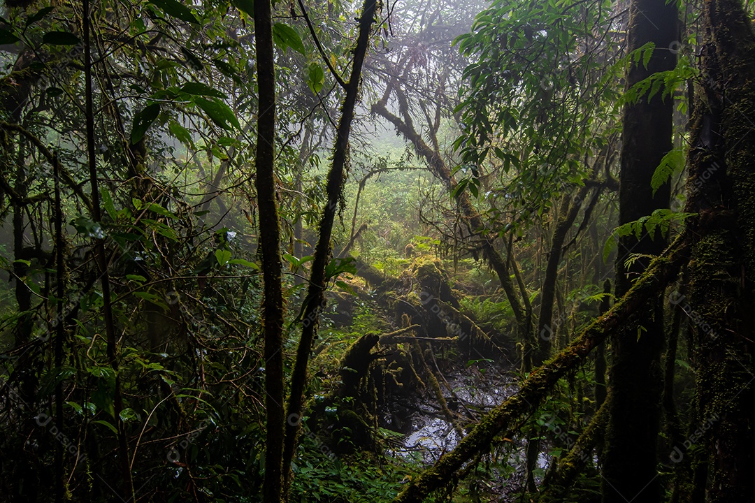 Bela floresta tropical na trilha natural