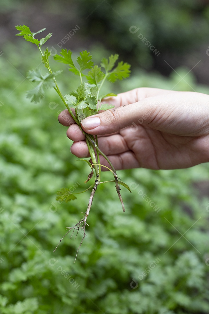 Plantio de coentro legumes folhas verdes