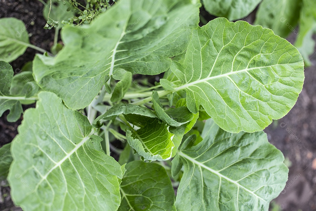 Plantio de couve legumes folhas verdes