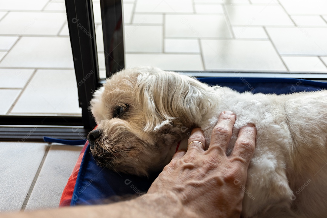 Homem adulto fazendo carinho em cachorro idoso Lhasa Apso.