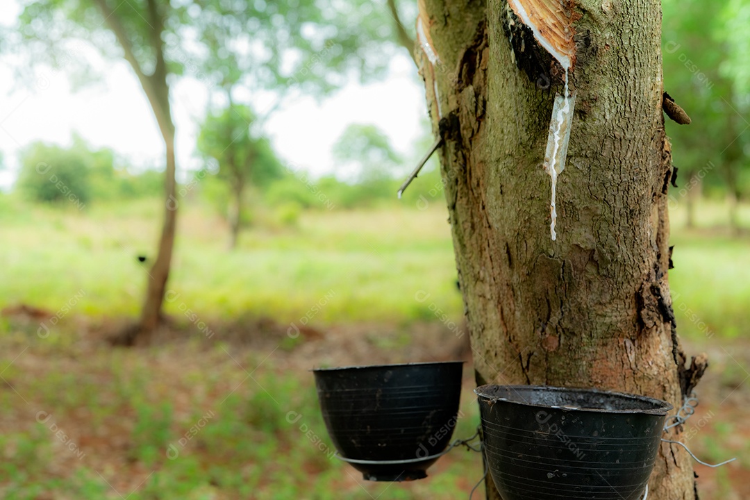 Extração da borracha no jardim da seringueira. Látex natural extraído