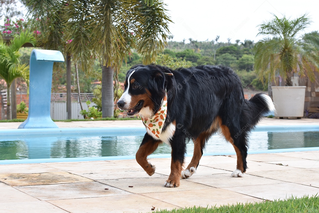 Imagem de cachorro JPG