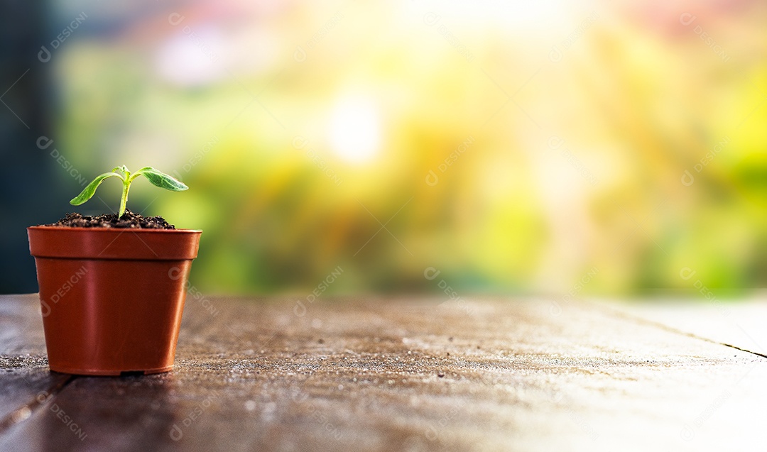 Pote de planta muda sobre uma mesa de madeira