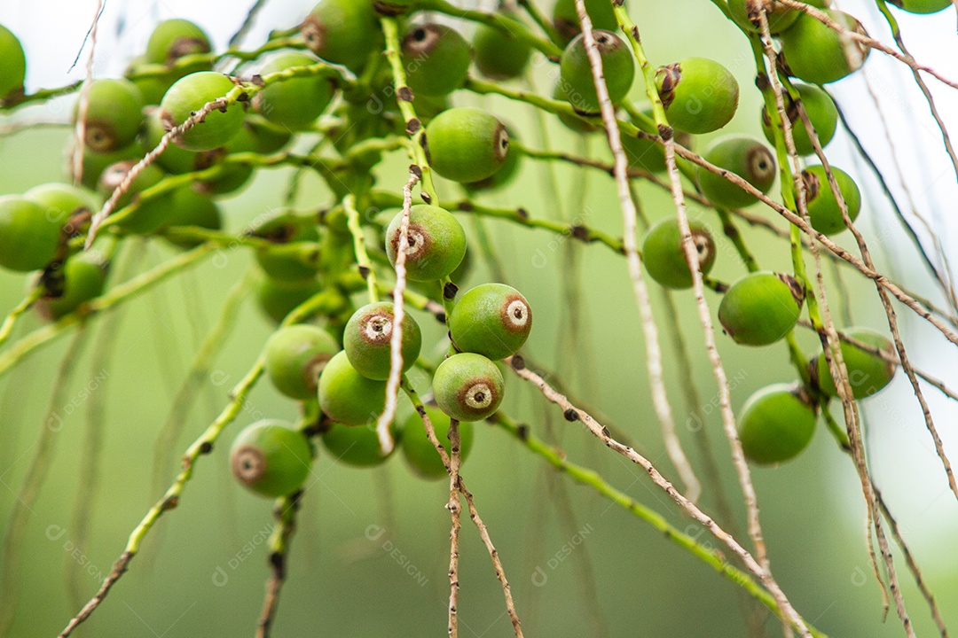 Frutos de uma palmeira ao ar livre no Rio de Janeiro.
