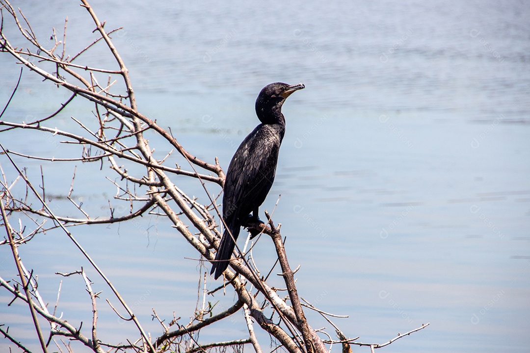 Pássaro conhecido com Cormorão ao ar livre na Lagoa Rodrigo de Freitas.