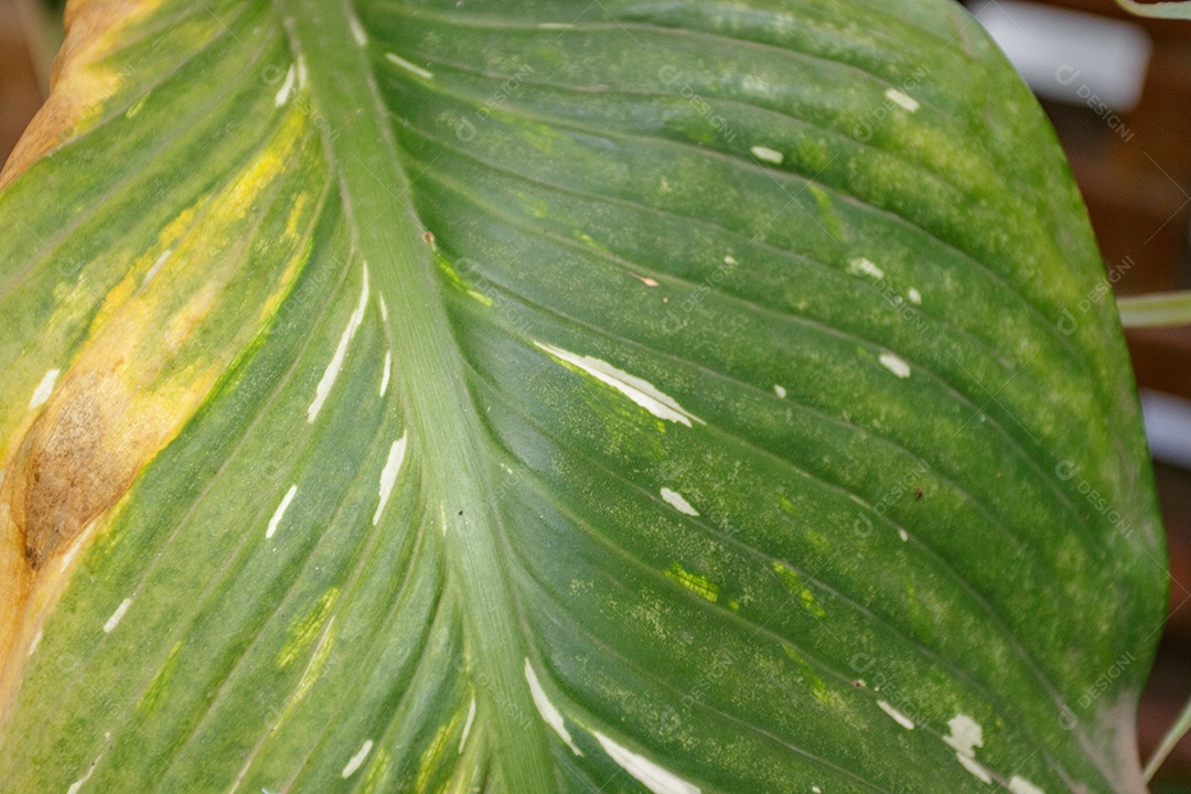 Plantar comigo ninguém pode num jardim no Rio de Janeiro.