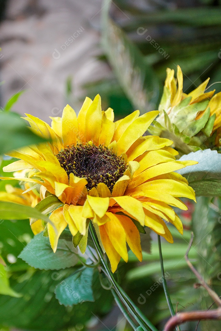 Girassol amarelo em um jardim no Rio de Janeiro.